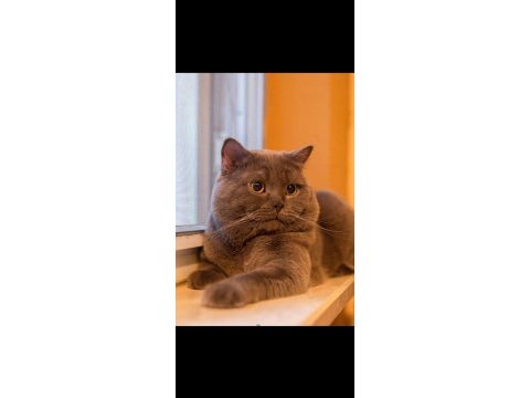 Sahibinden british shorthair 6 yaşında