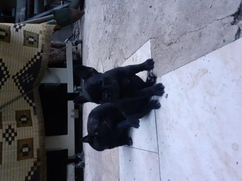 Safkan anne ve babadan french bulldog