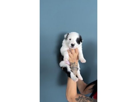 Border collie yavruları