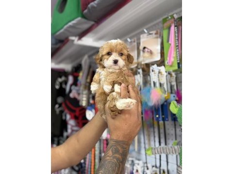 Türkiyenin en güzel maltipoo bebekleri core