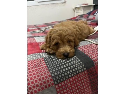 2.5 aylık sevimli maltipoo
