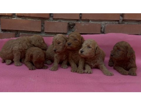 Muhteşem güzellikte safkan toy poodle bebekler