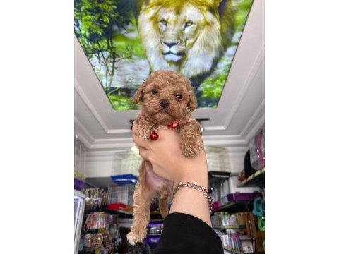Güzel maltipoo bebekler