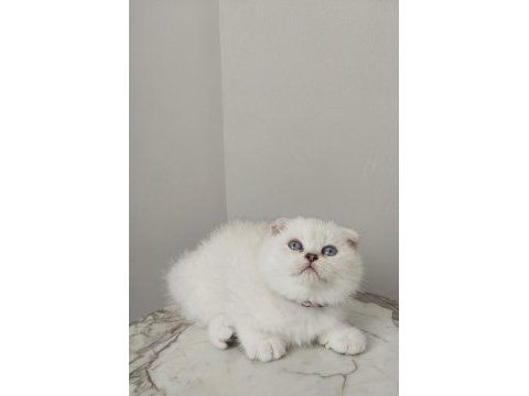 Harika dişi scottish fold yavru kedimiz