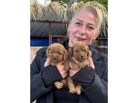 Toy poodle sevimli yavrularım
