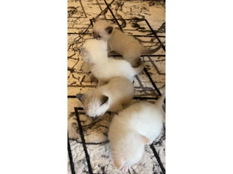 British shorthair bebeklerim yeni ailelerini bekliyor