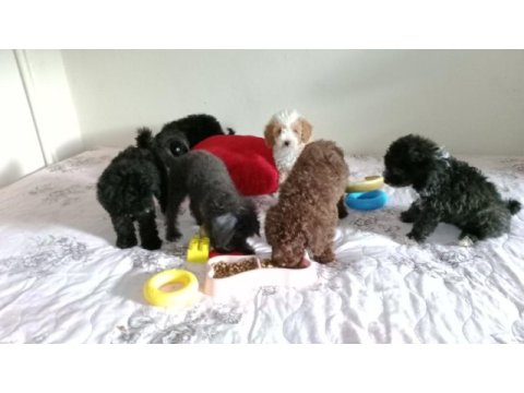 Evde bakılabilecek en uygun cins toy poodle