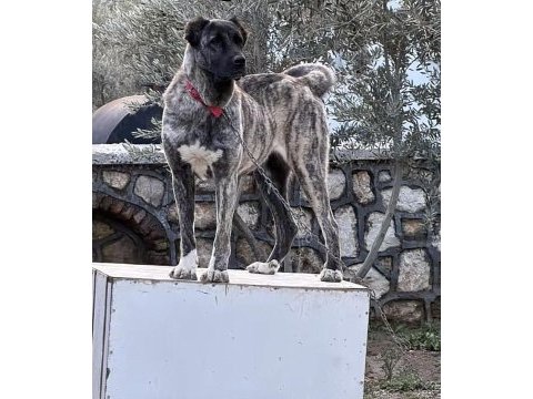 Orjinal çapar kangal