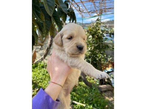 Ararsanız sevinirim golden retriever
