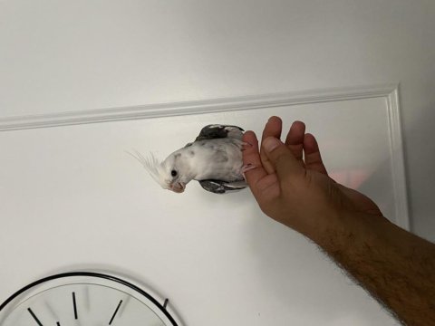 Evcil konuşan wi-fi face sultan papağanı