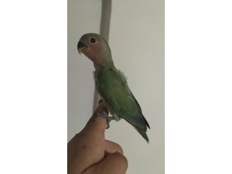 Sevda papağanı 2 aylık