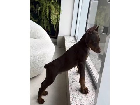 A++ kalite doberman yavrularımız.