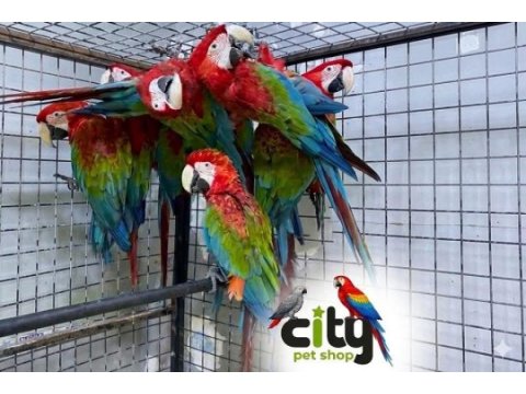 Çipli belgeli sarı ve kırmızı macawlar