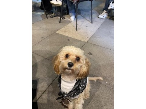 Şila bir buçuk yaşında toy poodle cinsi