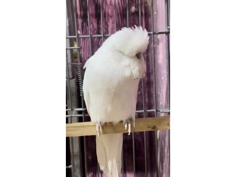 Show jumbo muhabbet kuşu