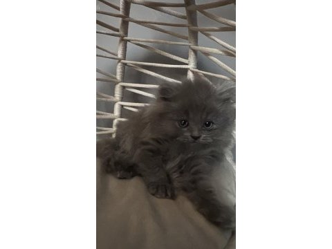 2.5 aylık british longhair yavrularımız