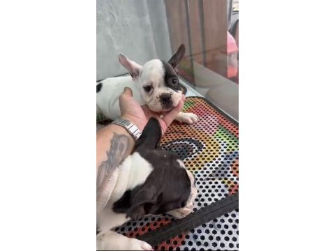 Kepçe kulak fransız bulldog
