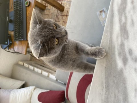 Sahiplendirilecek british shorthair