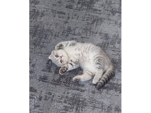 Scottish fold dişi 4 aylık