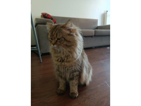 British longhair 1 yaşında