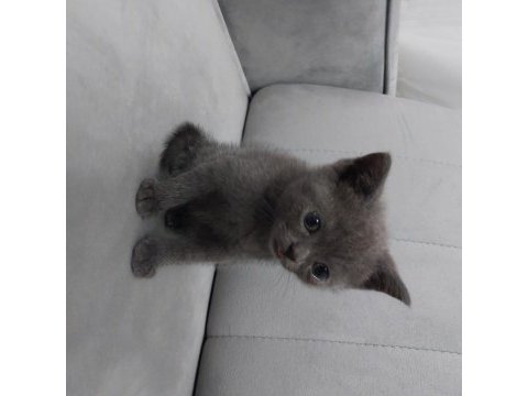 Yavrularımız gitmeye hazır british shorthair
