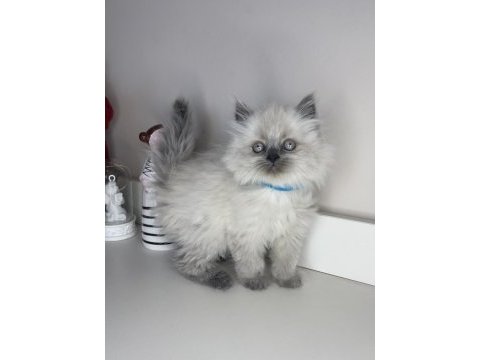 Safkan british longhair yavrularımız
