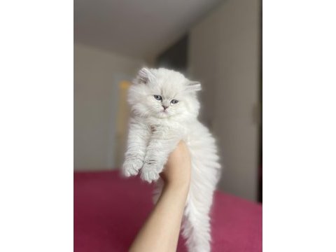 Brıtısh longhaır yavrularım 