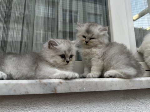Yavrularımın british longhair yavruşları