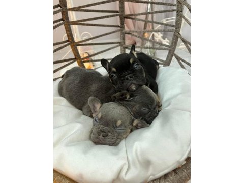 Rengarenk micro french bulldog bebekler