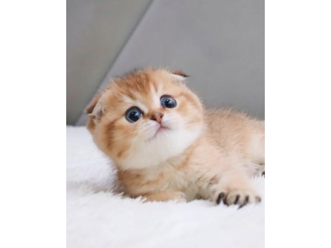 Top kafacık golden scottish fold 