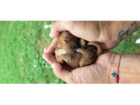 Poodle yeni yuvasını bekliyor