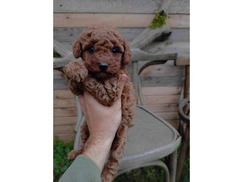 Toy poodle