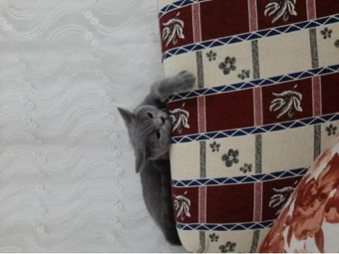 Bitish shorthair 4 aylık dişi