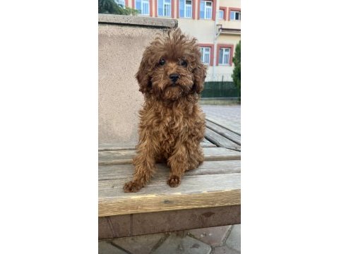Tüm aşıları tam 3 aylık dişi toy poodle