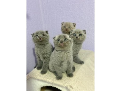 A plus scottish fold yavrular
