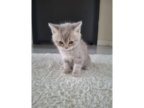 Sevimli lili