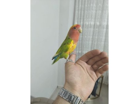Acil satılık sevda papağanımız