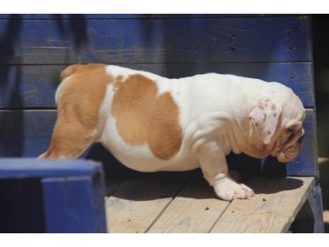 Şişko bulldog çocuk