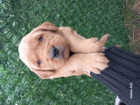 28 günlük golden retriever yavruları