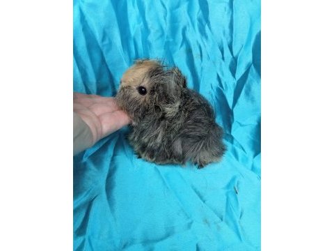 Üreticiden safkan guinea pig yavrular