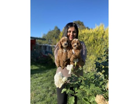 Safkan maltipoo yavrularım