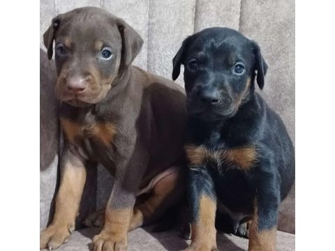 Sağlıklı orjinal safkan doberman yavrularımız
