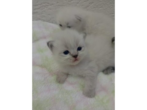 British shorthair ve scottish fold