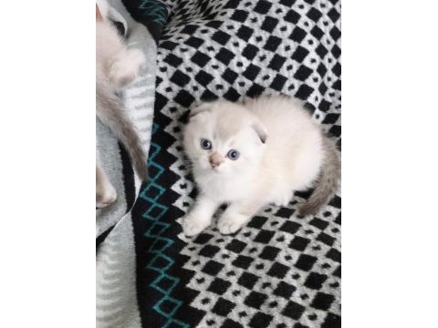 Enfes tatlı scottish fold blue point maviş yavrular
