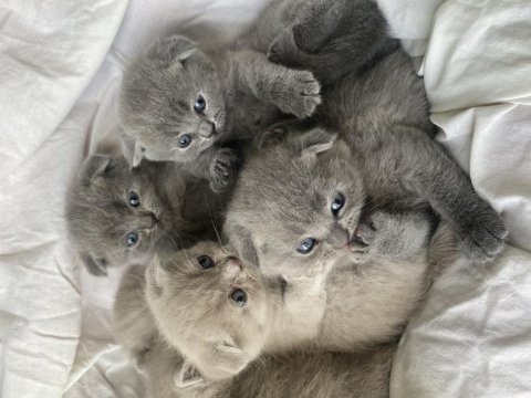 Safkan top kafa scottish fold oyuncu uygun fiyatlı yavrular