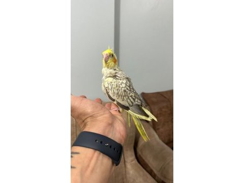 Evcil erkek yavru sultan papağanı