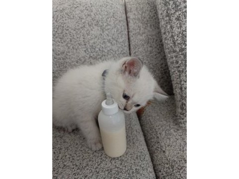 Blue point erkek yavru british shorthair