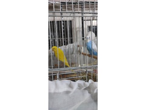Muhabbet kuşu çift yavrulu