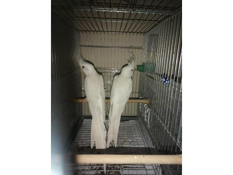 Satılık albino sultan papağanı çift
