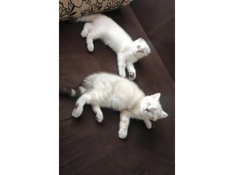 Blue point scottish fold